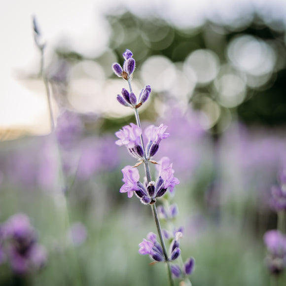 2024 Lavender Mini Sessions